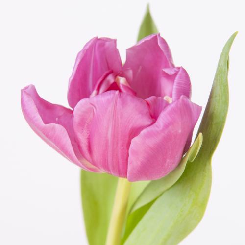 50x Tulipa double princess du 30cm