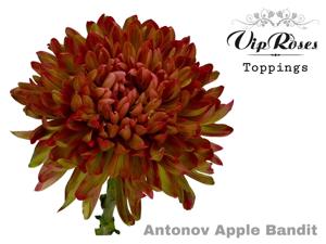 20x Chrysant antonov apple bandit 60cm