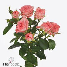 10x Rosa first date 40cm
