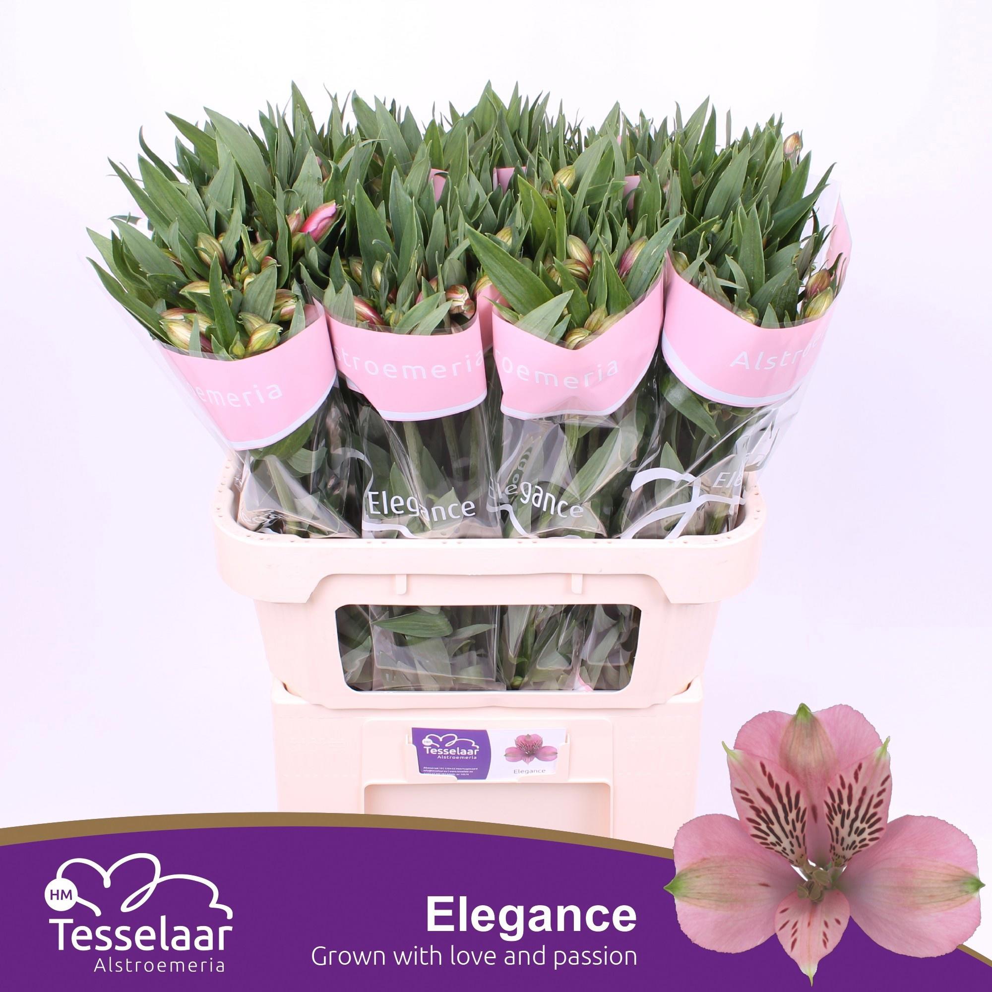 10x Alstroemeria elegance 70cm