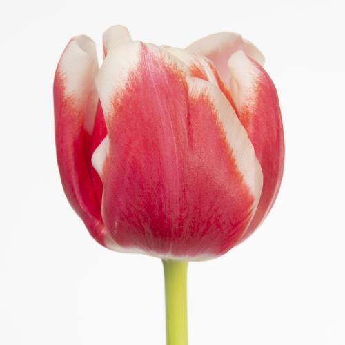 50x Tulipa lech walesa en 30cm