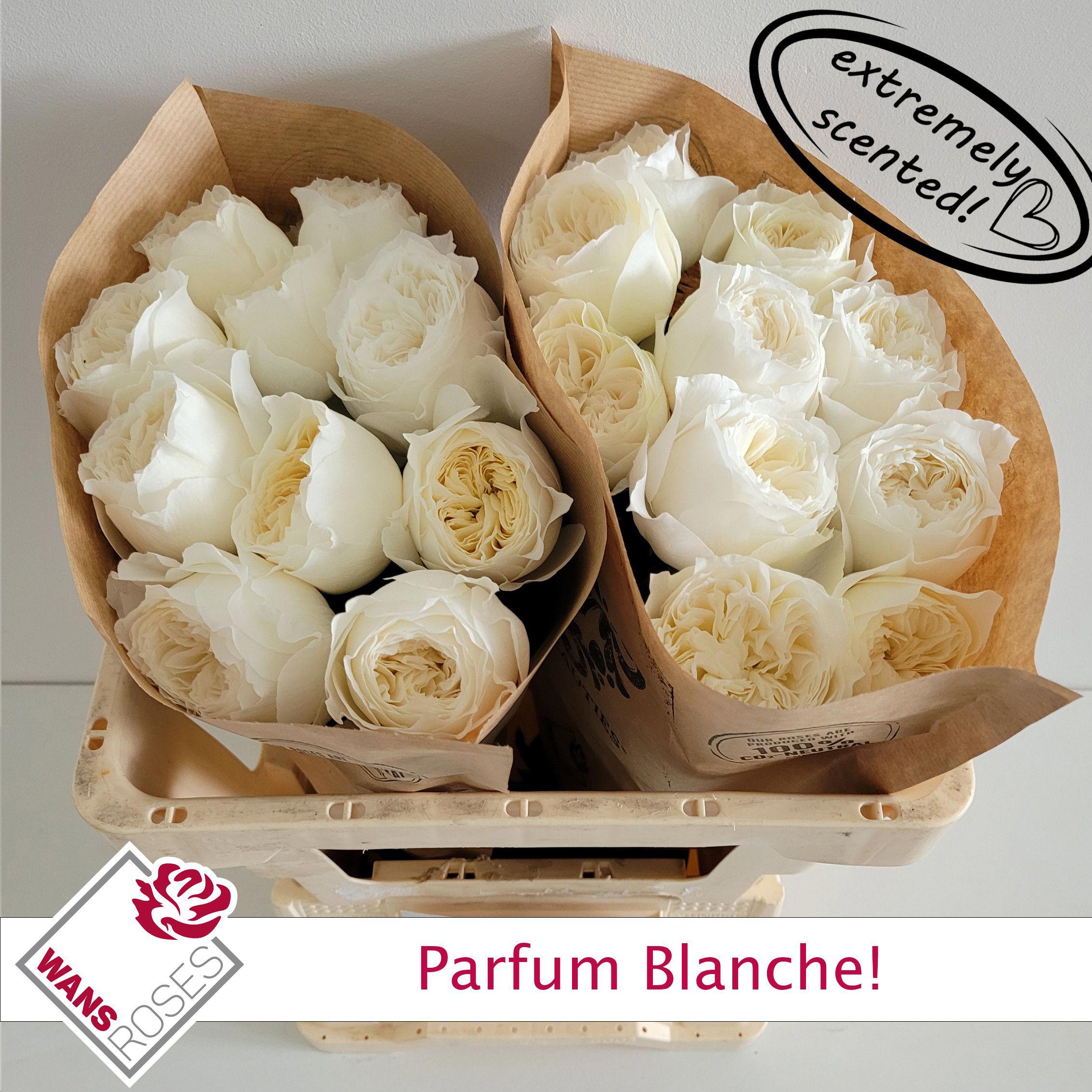 10x Rosa parfume blanche! 50cm