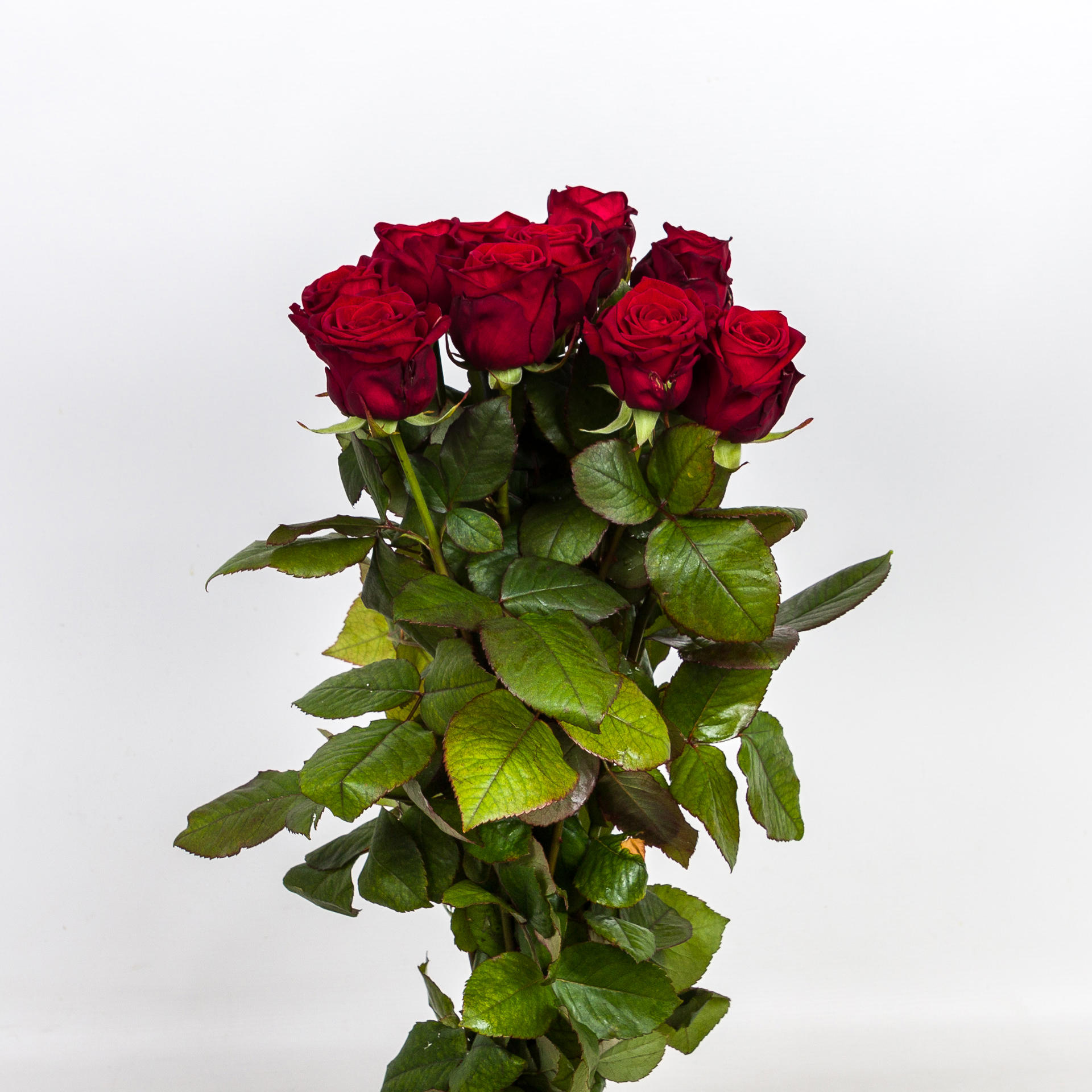 10x Rosa red naomi! 60cm