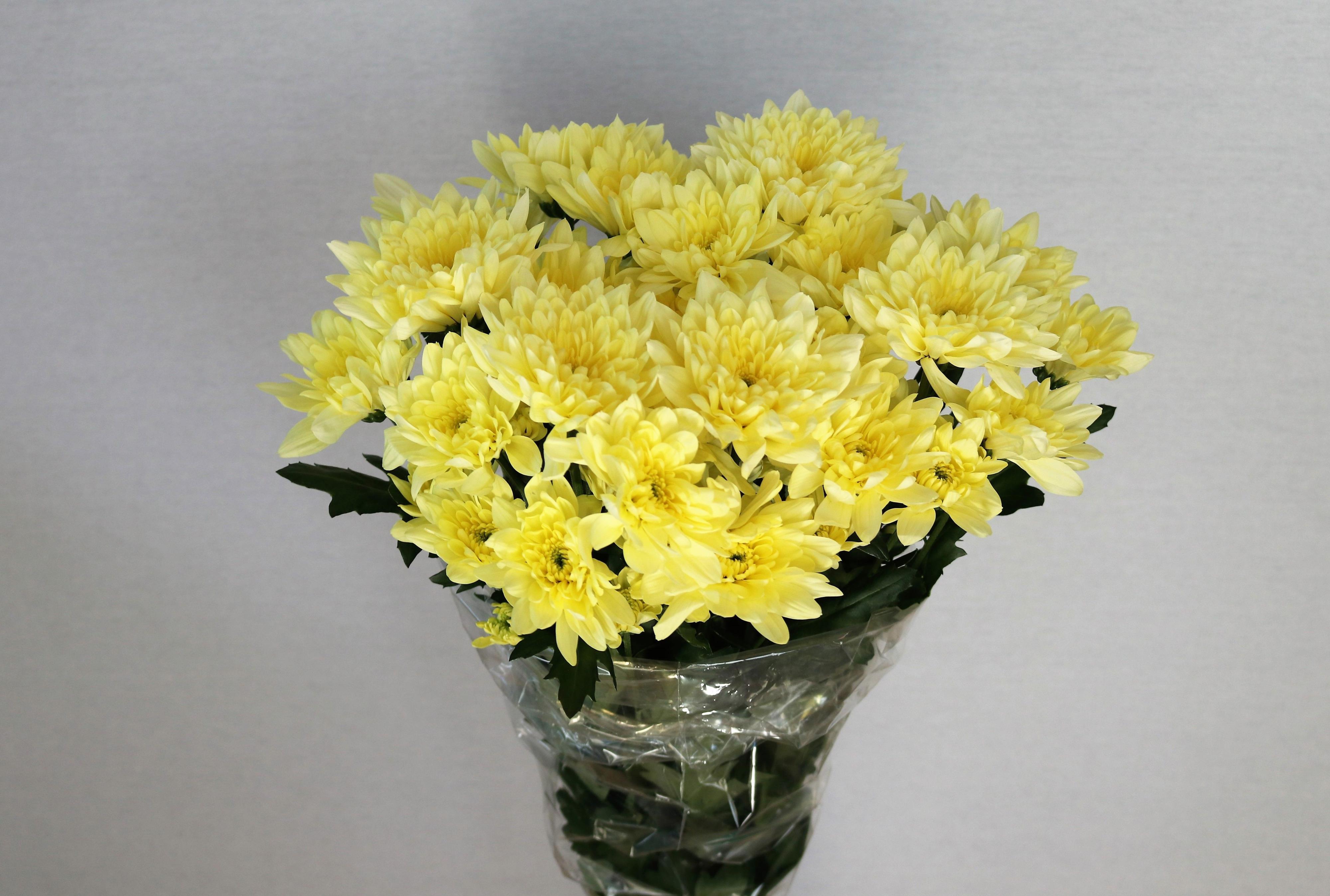 10x Chrysant baltica cream 70cm