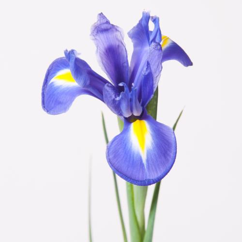 50x Iris blue magic 60cm