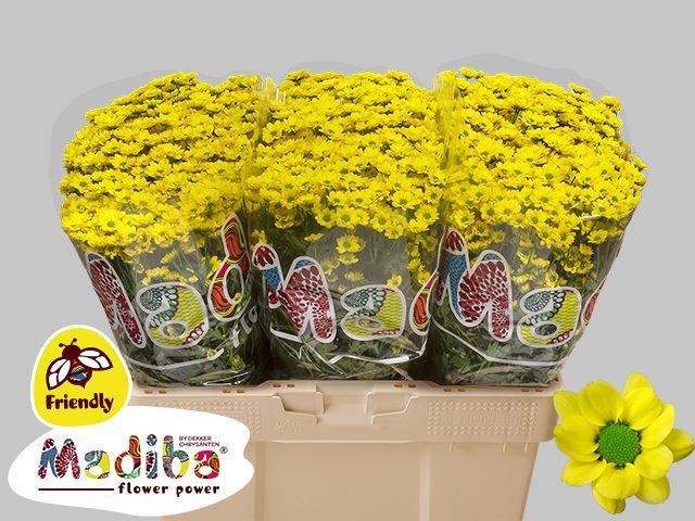 25x Chrysant san.madiba ringa yellow 50cm
