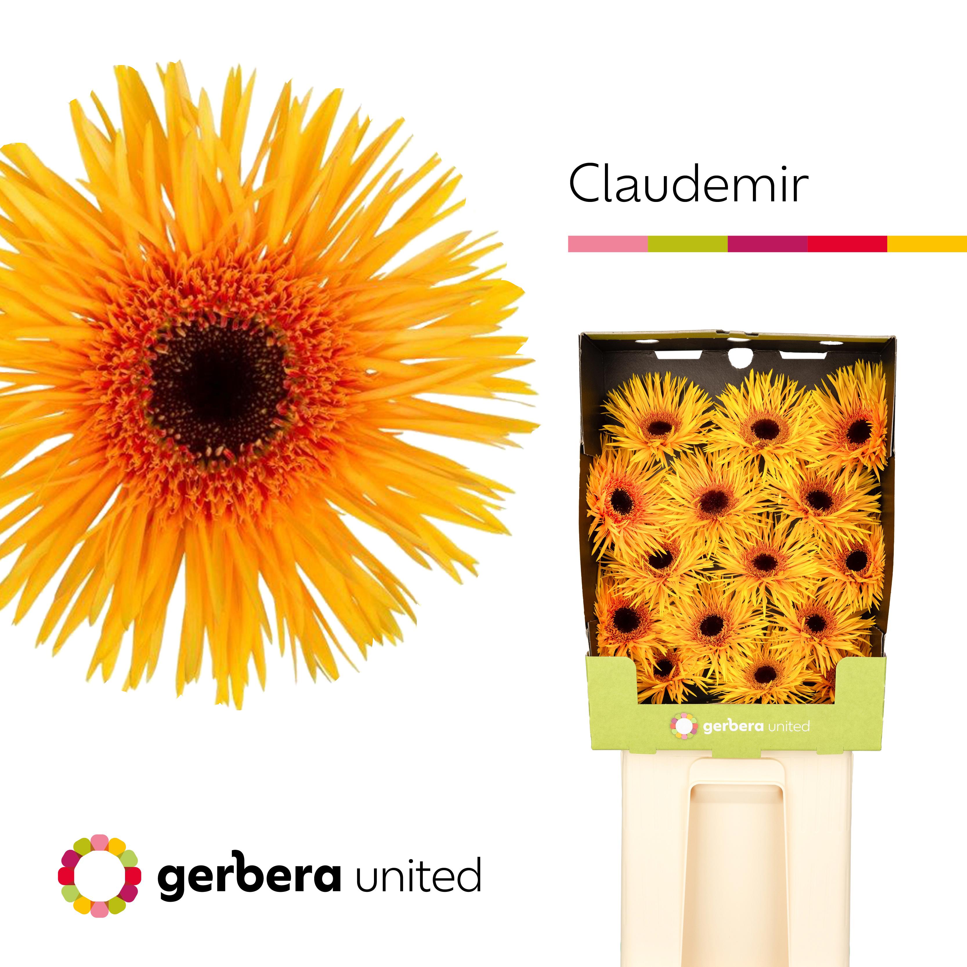 15x Gerb.claudemir 70cm
