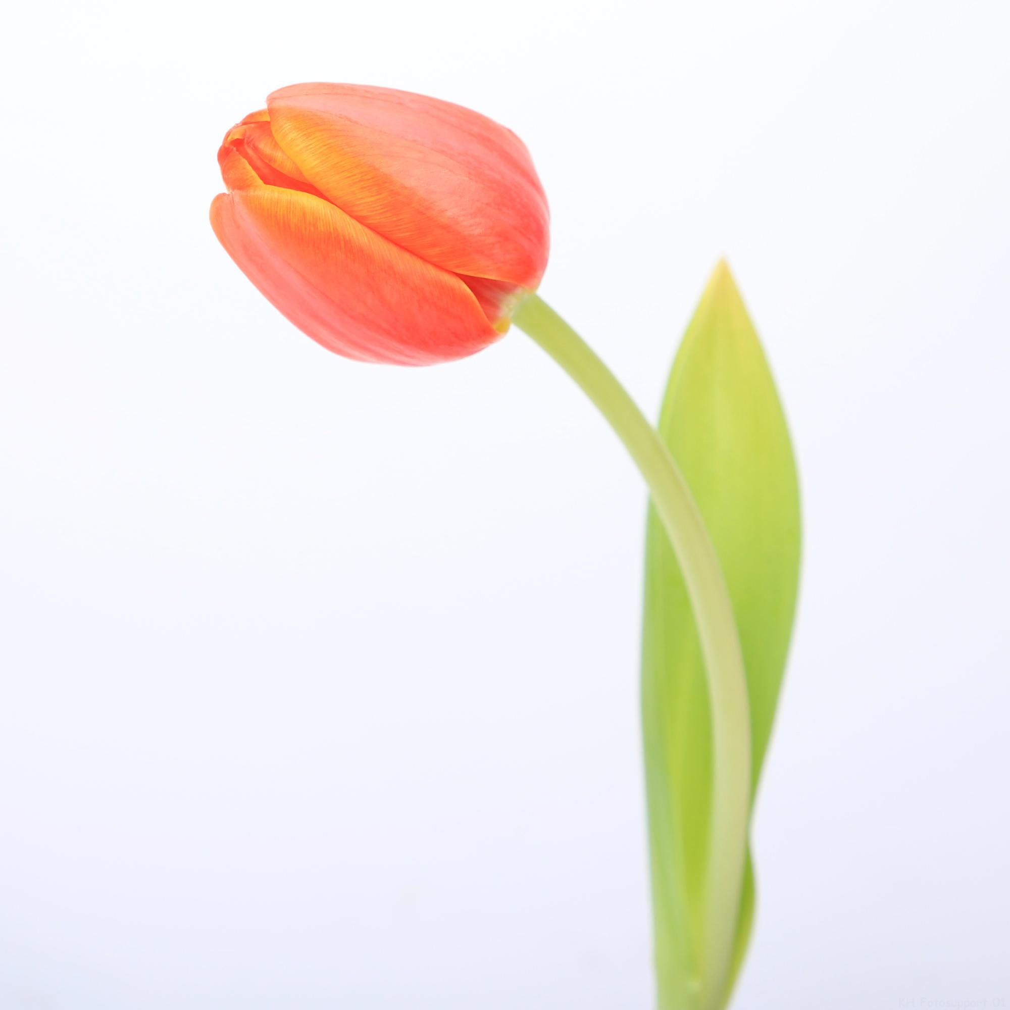 50x Tulipa ad rem en 40cm