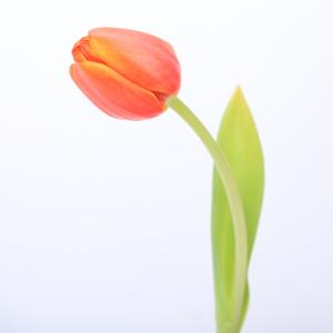 50x Tulipa ad rem en 40cm