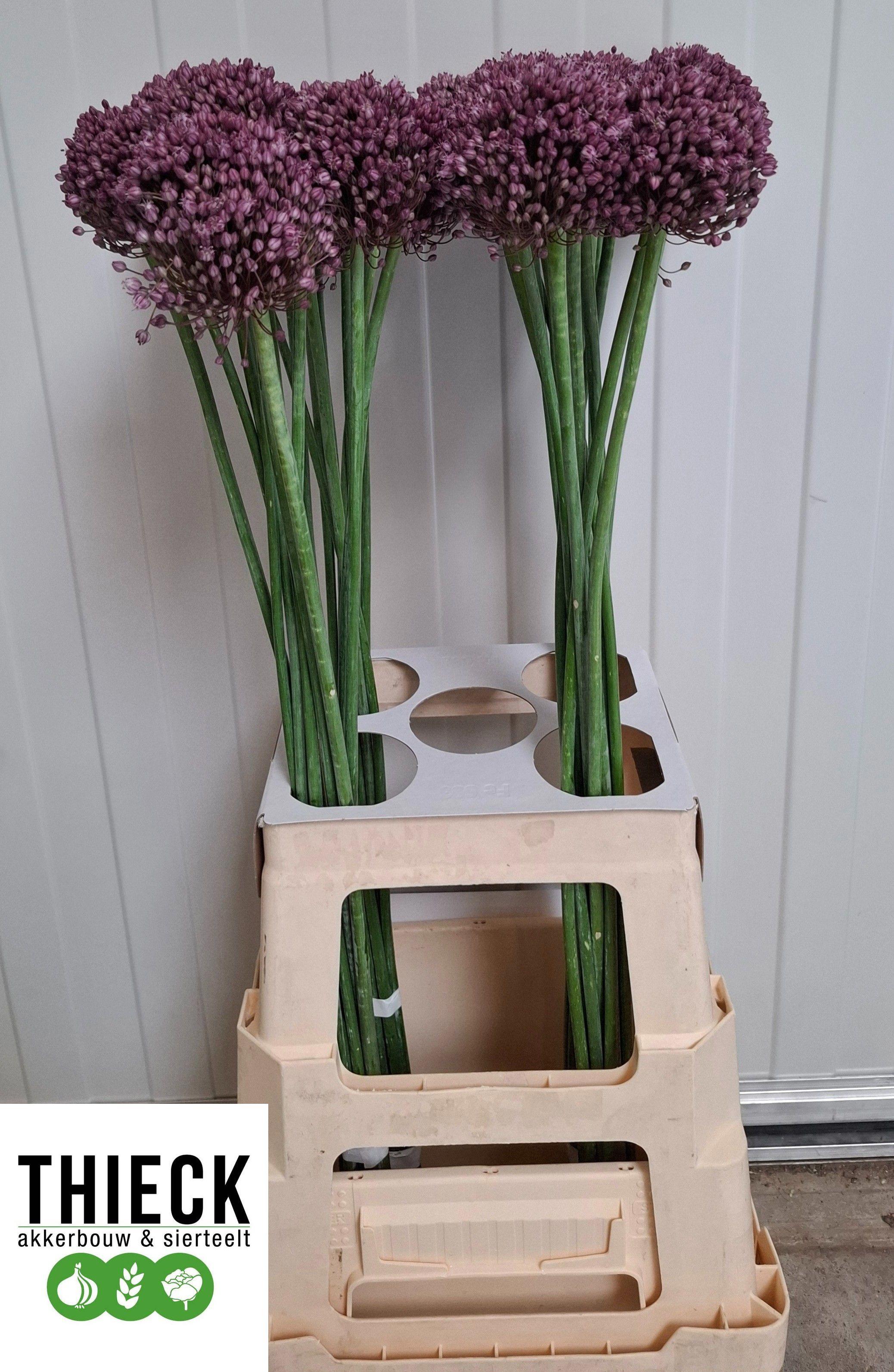 10x Allium pink lady 70cm