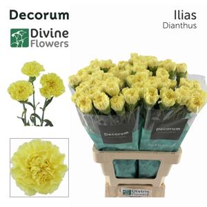 20x Dian.st.ilias 60cm