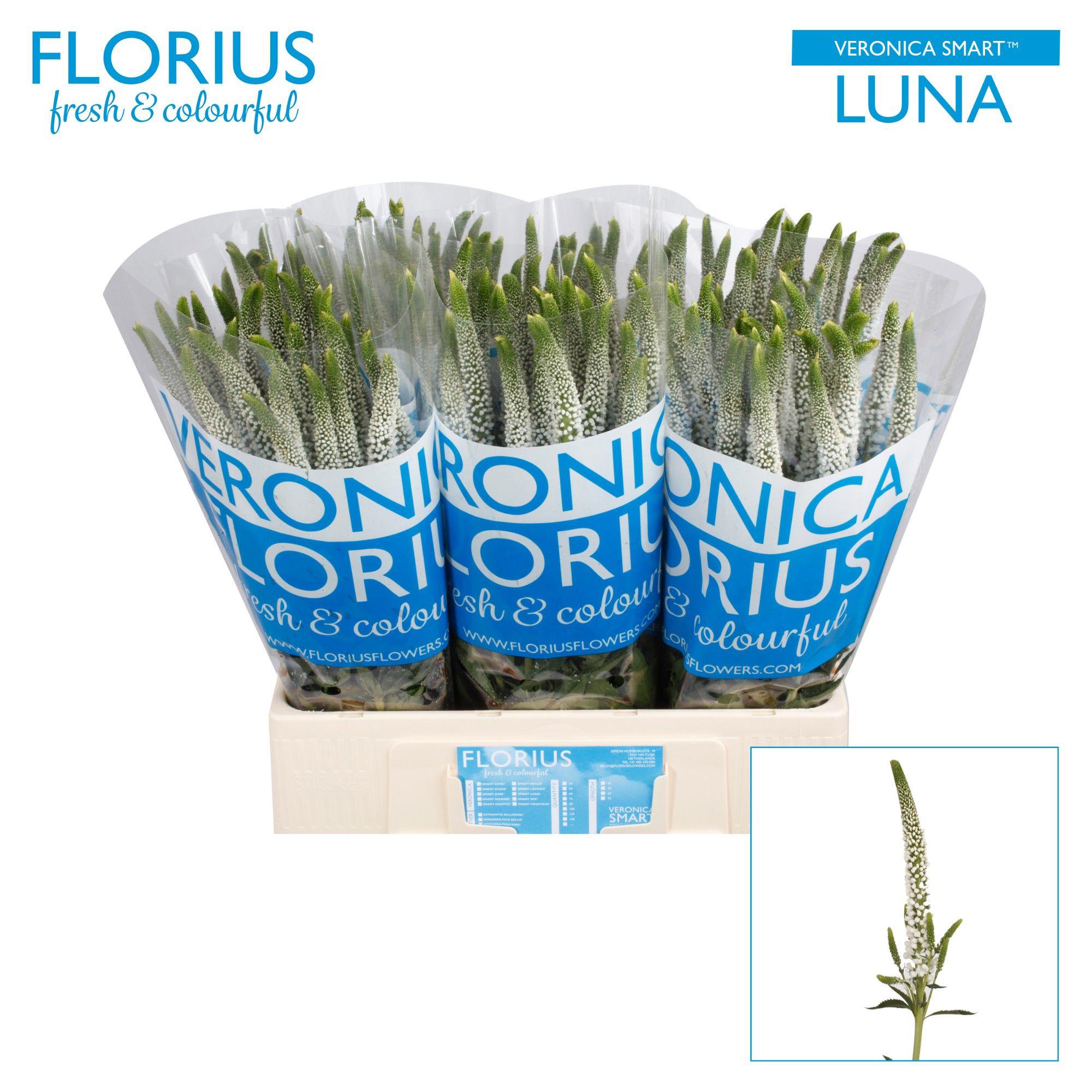 25x Veron.smart luna 60cm