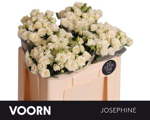 10x Rosa josephine 50cm