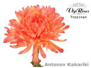 20x Chrysant antonov kakariki 60cm