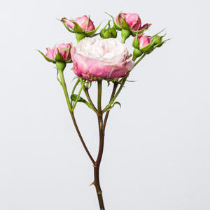 10x Rosa victorian classic@ 50cm