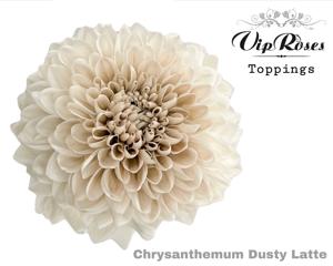 20x Chrysant magnum dusty latte 70cm