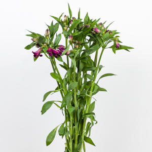 10x Alstroemeria carline 70cm