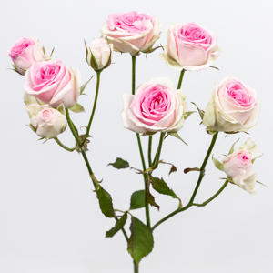 10x Rosa mimi eden 40cm