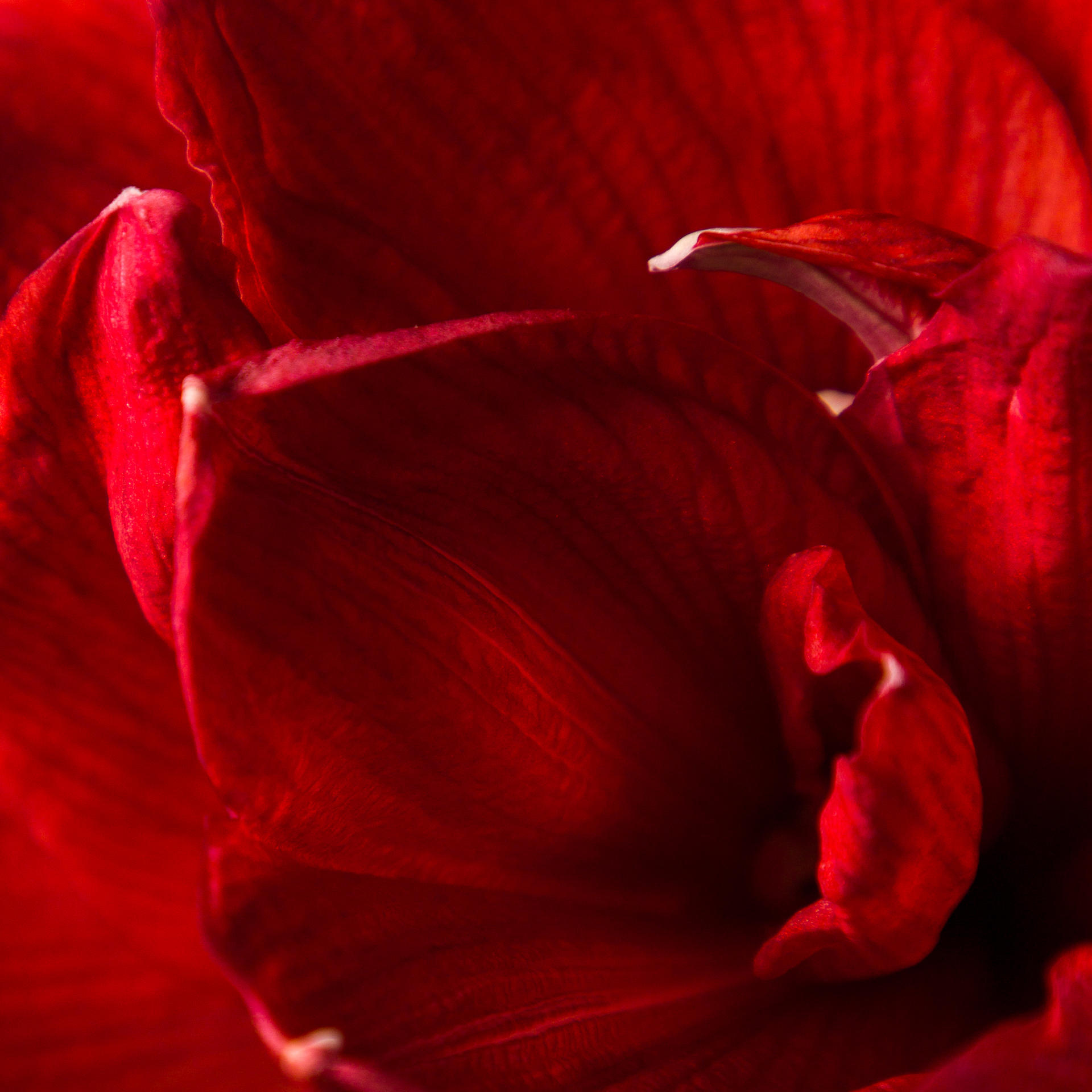 12x Hipp.red torro 50cm