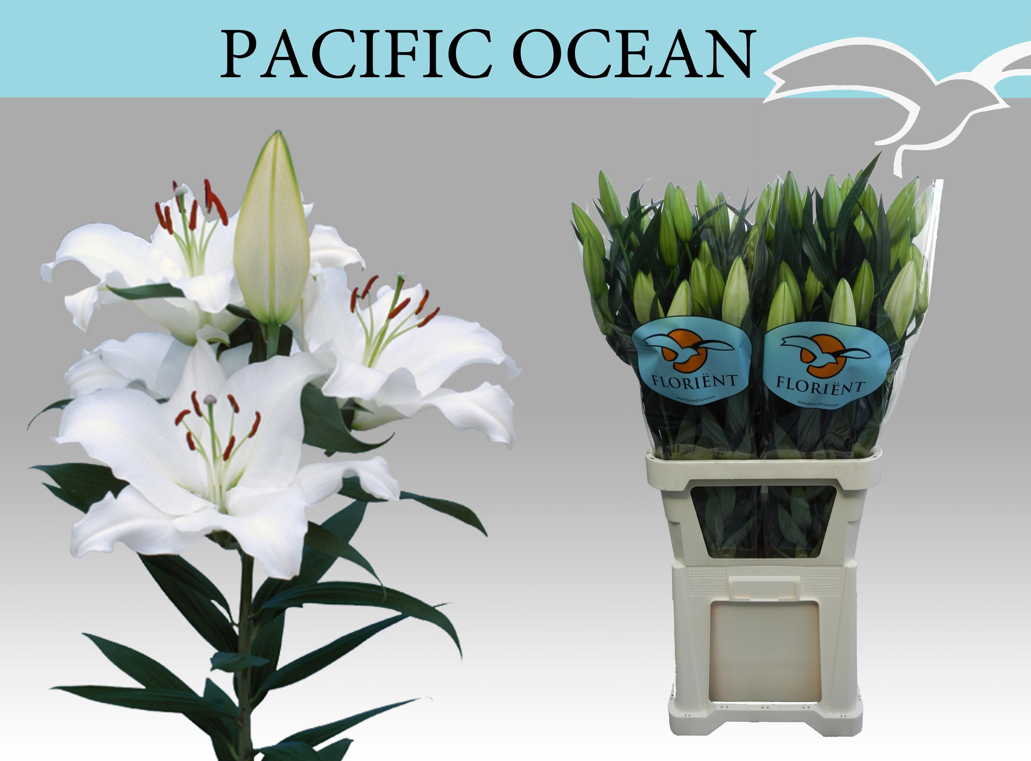 10x Lil.pacific ocean 80cm