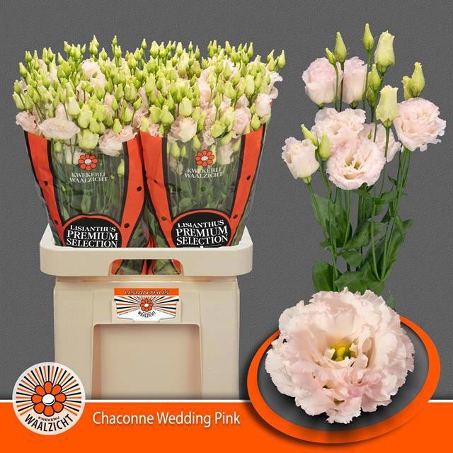 10x Eust.chaconne wedding pink du 70cm