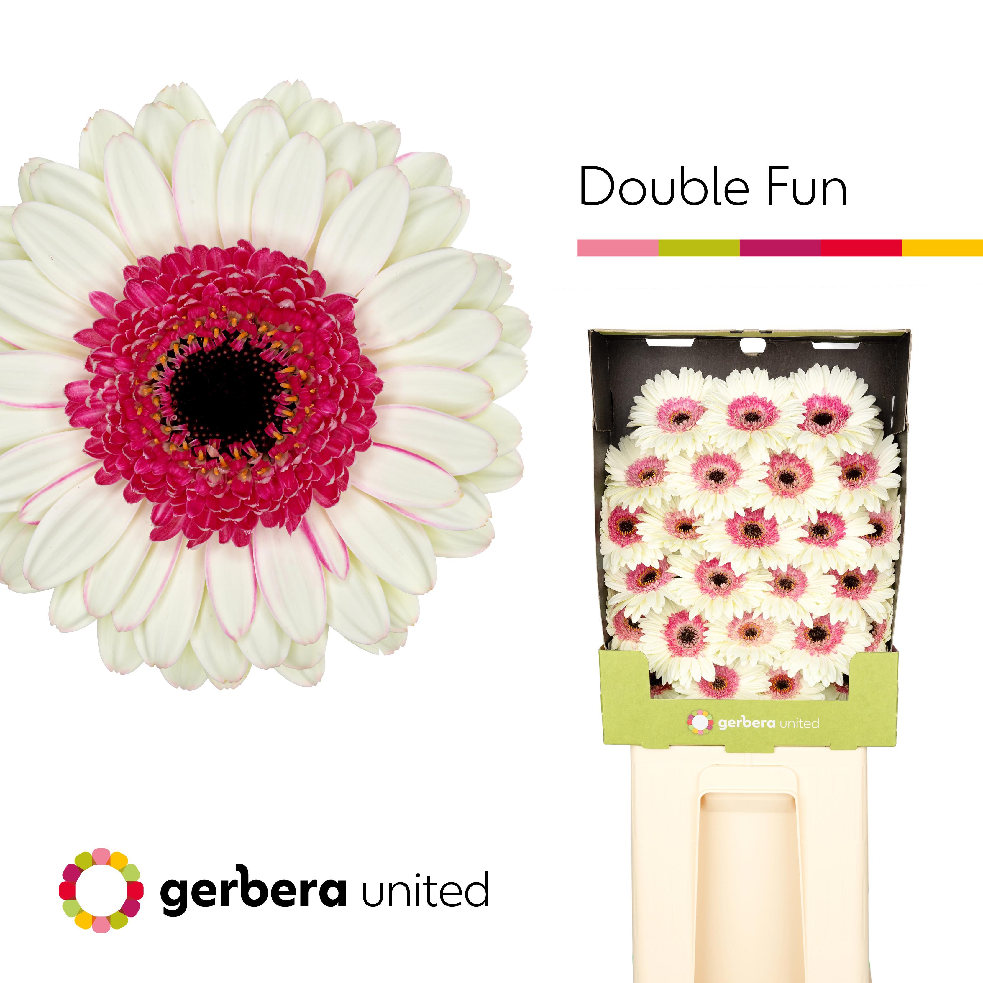 25x Germ.double fun 70cm