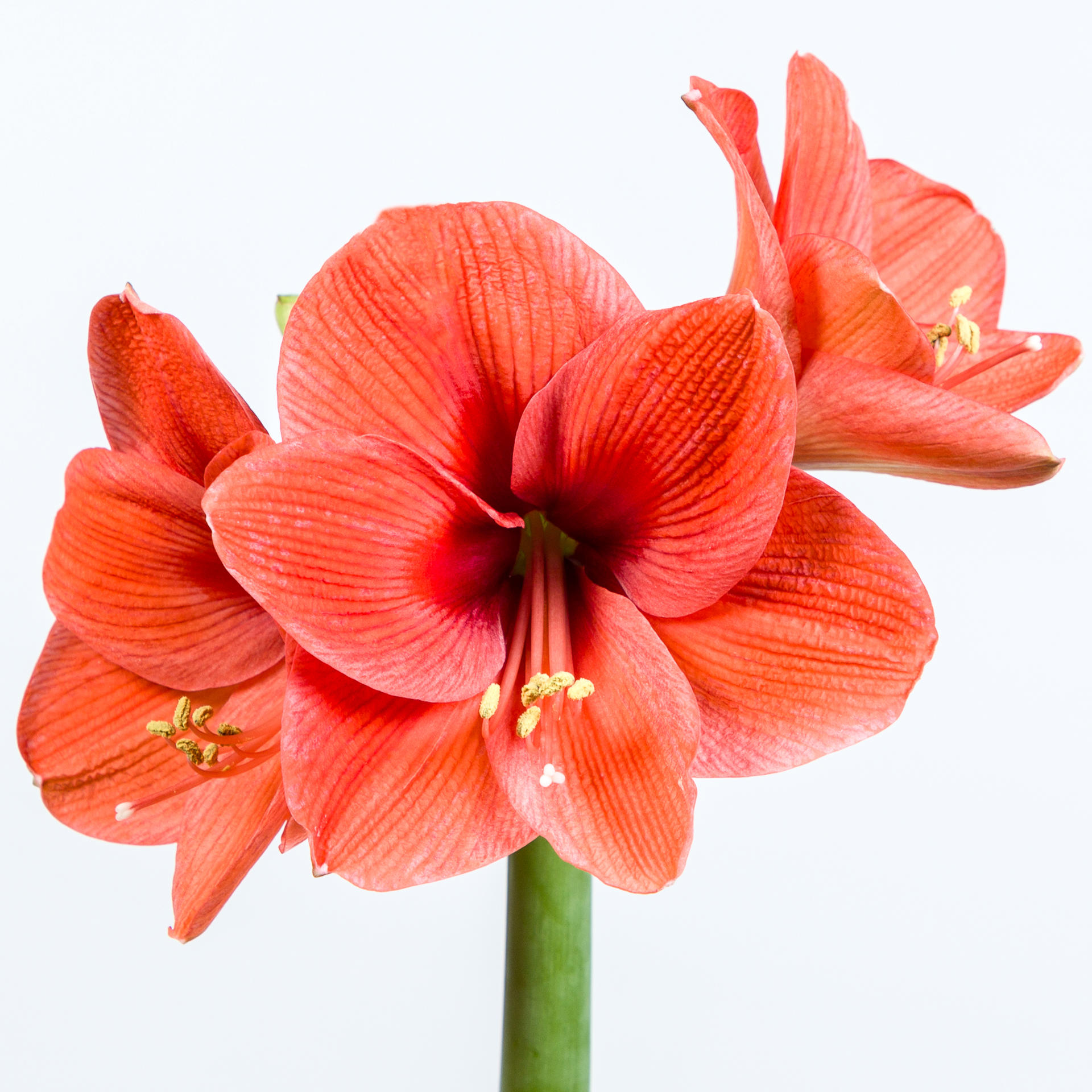 15x Hipp.naranja 70cm