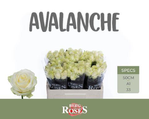 10x Rosa avalanche+ 50cm