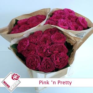 10x Rosa pink 'n pretty 40cm
