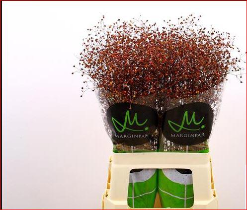25x Talinum long john 70cm