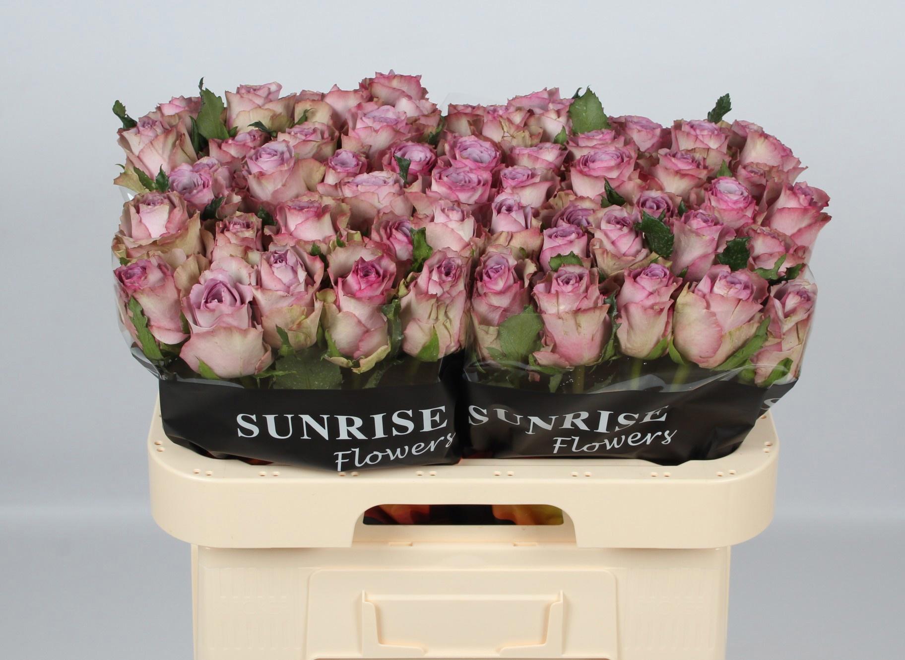 20x Rosa nova zembla+ 60cm