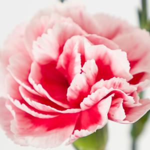 20x Dian.tr.scarlet plus 60cm