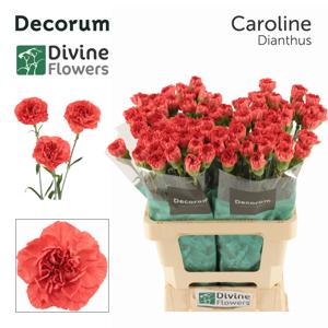 20x Dian.st.caroline 60cm