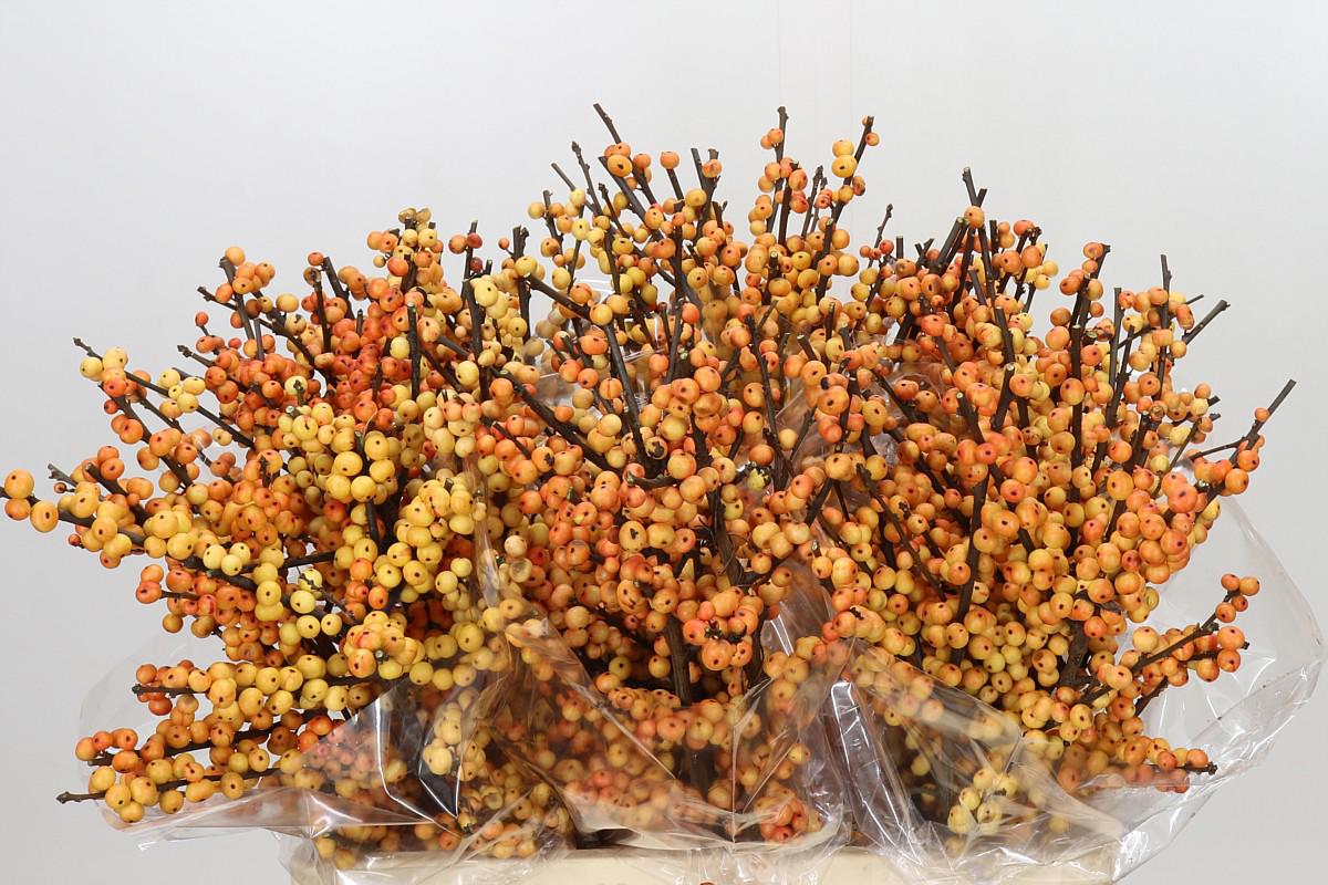 5x Ilex cresgold 60cm