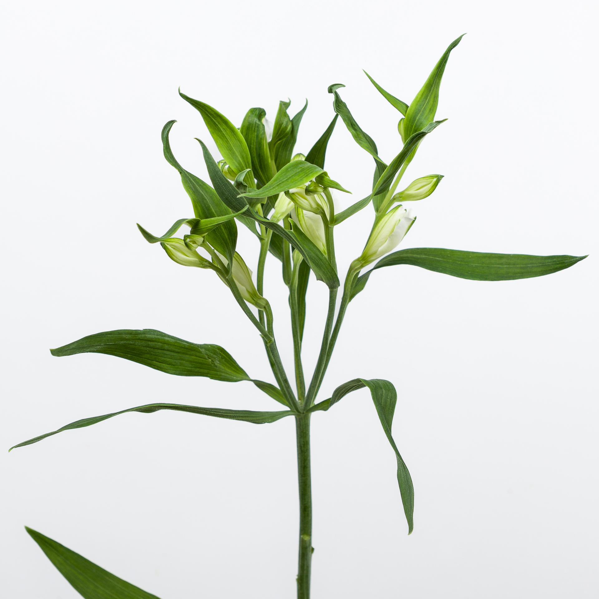 10x Alstroemeria flor.charmelia blanca 70cm