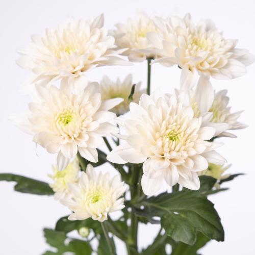 10x Chrysant pastela rose 70cm