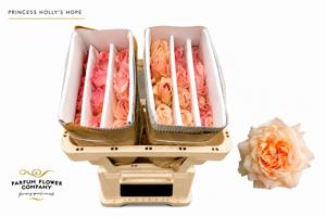 24x Rosa gard.princess holly's hope 50cm