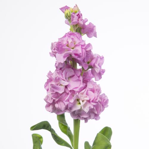 10x Matt.iron pink 60cm