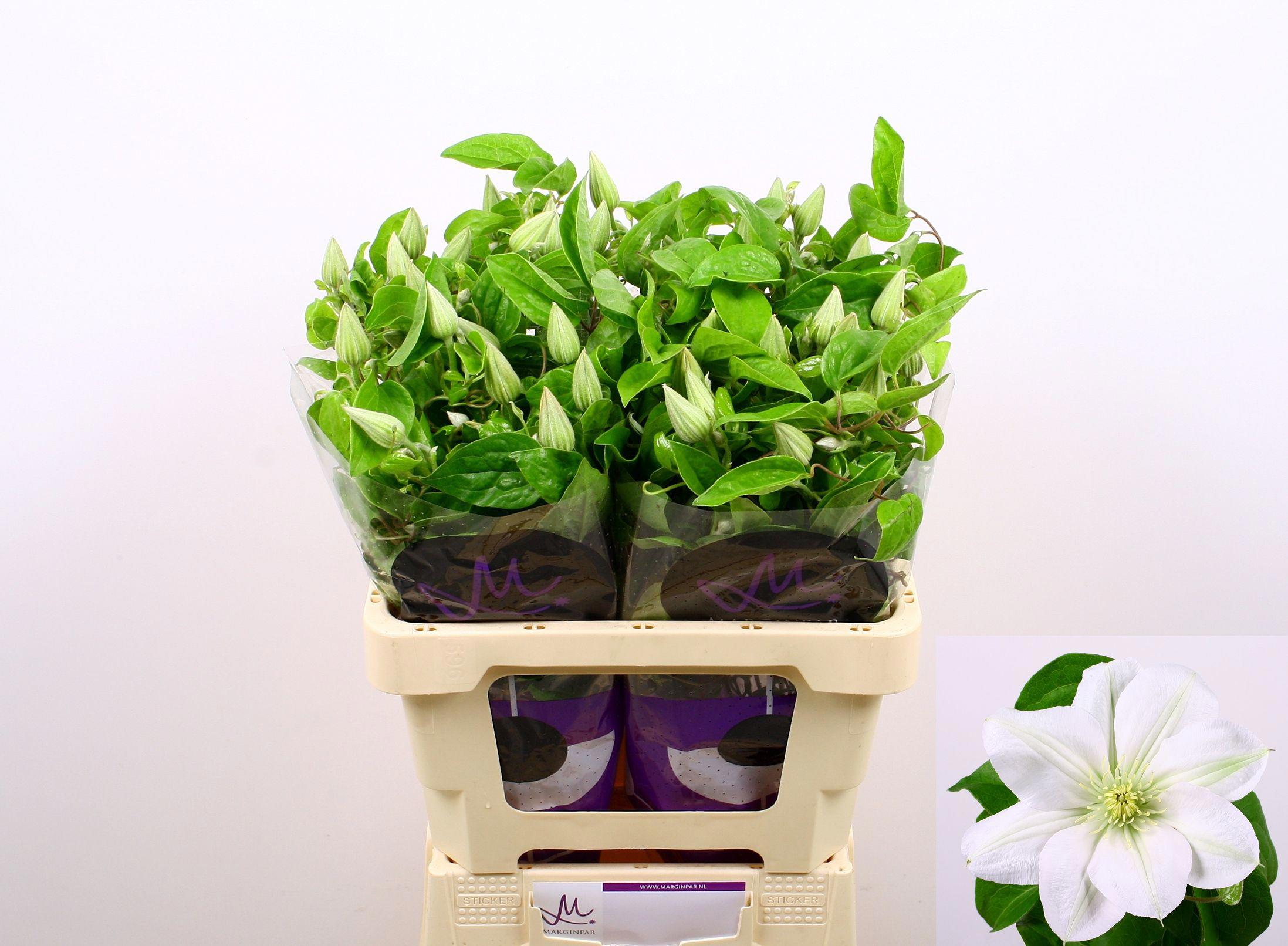 10x Clematis amazing vienna 60cm