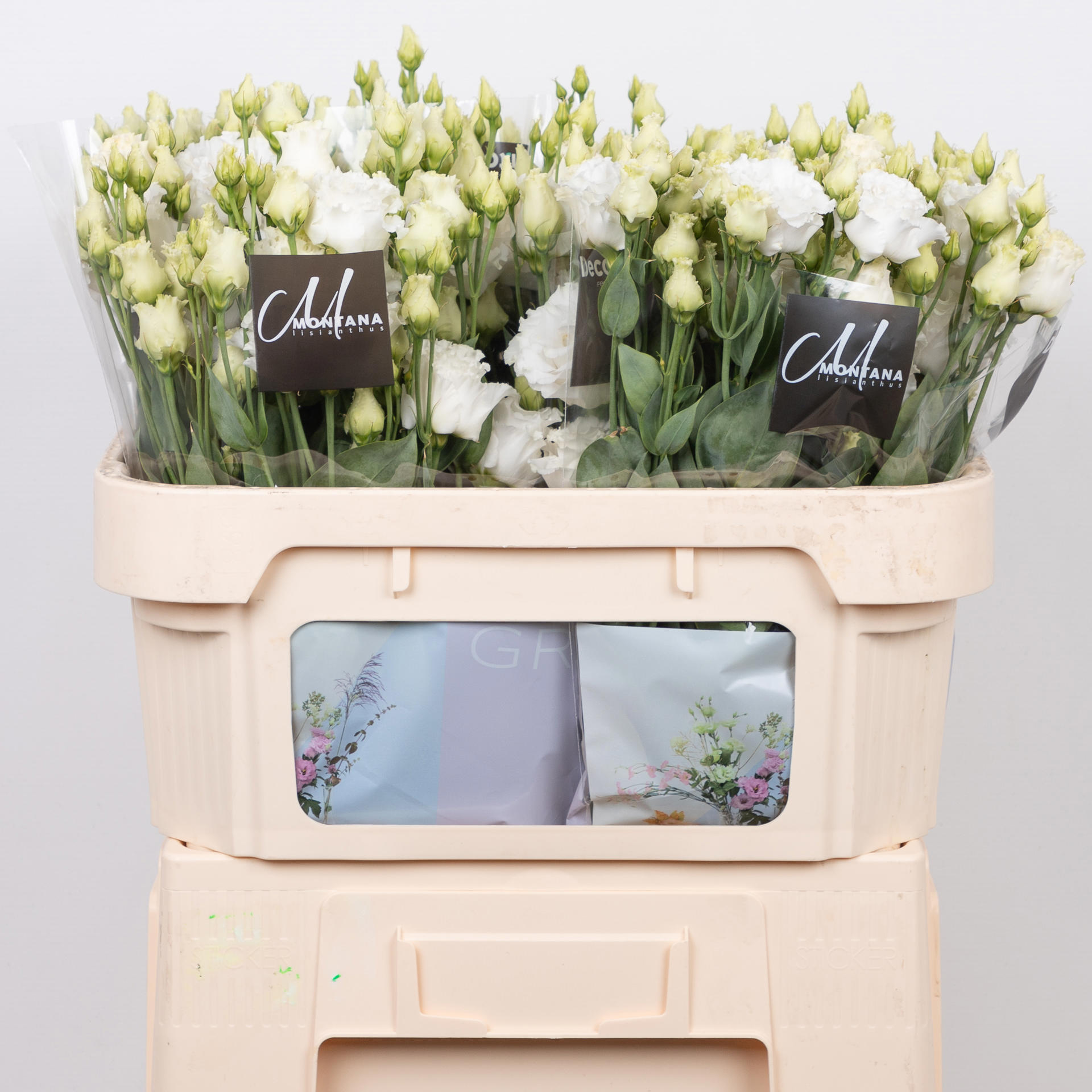 10x Eust.celeb chrystal du 70cm