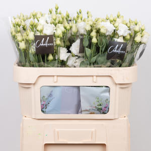 10x Eust.celeb chrystal du 70cm