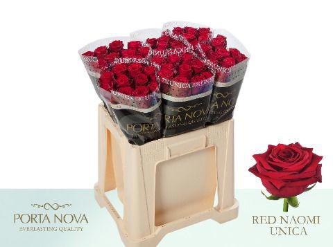 10x Rosa red naomi! 60cm