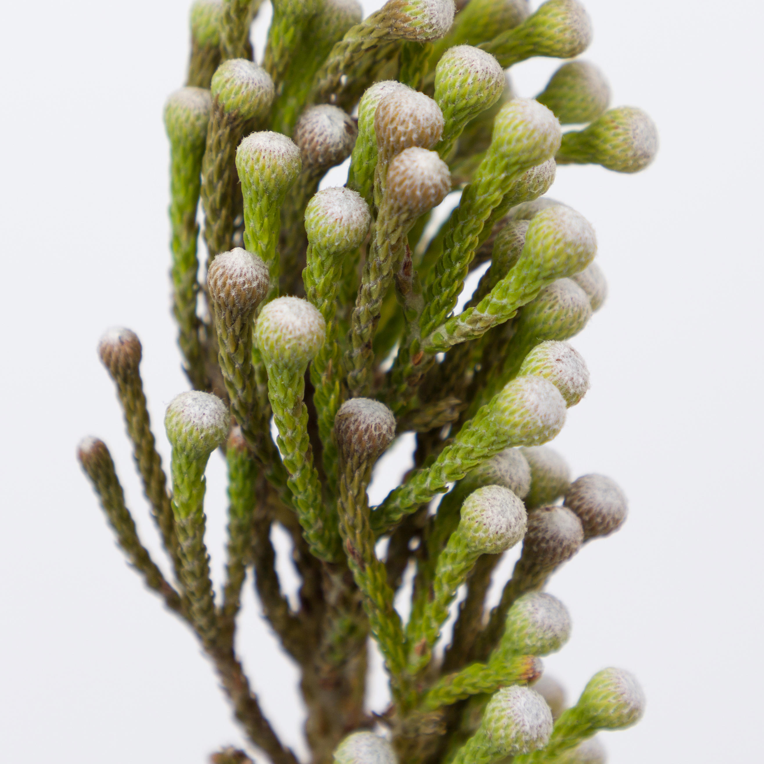 10x Pg brunia nodiflora 40cm