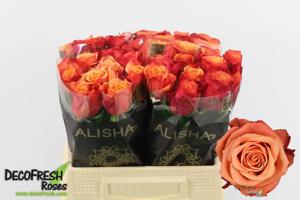 10x Rosa firelight 40cm
