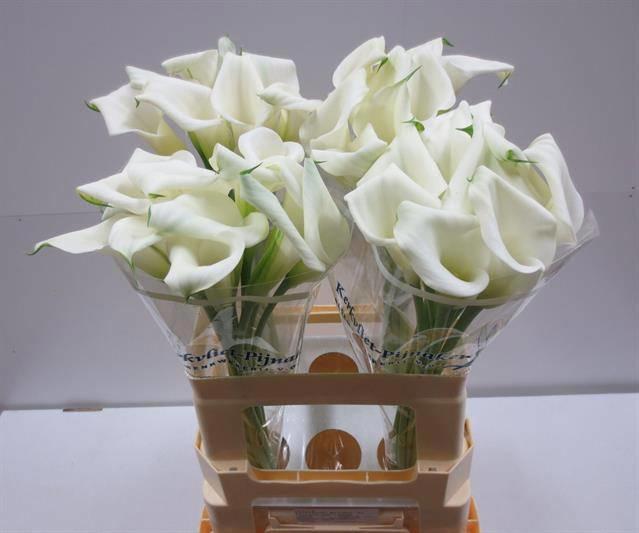 10x Zant.crystal blush 60cm