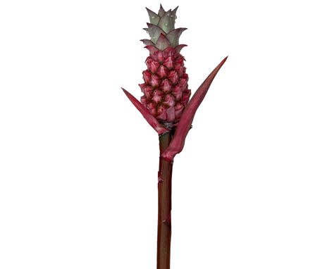 10x Ananas lucidus 40cm
