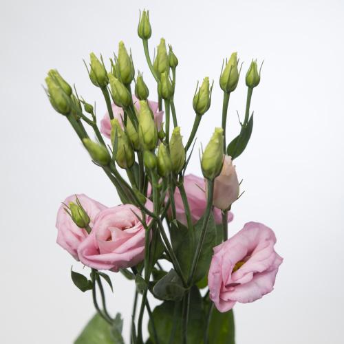 10x Eust.rosita bright pink du 70cm