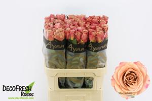 10x Rosa moccachino 80cm