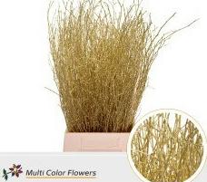 10x Tk betula goud 70cm