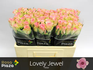 20x Rosa de ruiter's lovely jewel 60cm